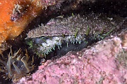Mollusque Haliotis tuberculata Ormeau-Morlaix Corbeau-7m-20230705-da-DSC_2301_tn